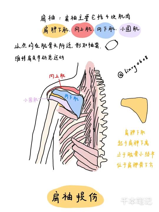 你以为的肩周炎，可能是「肩袖损伤」