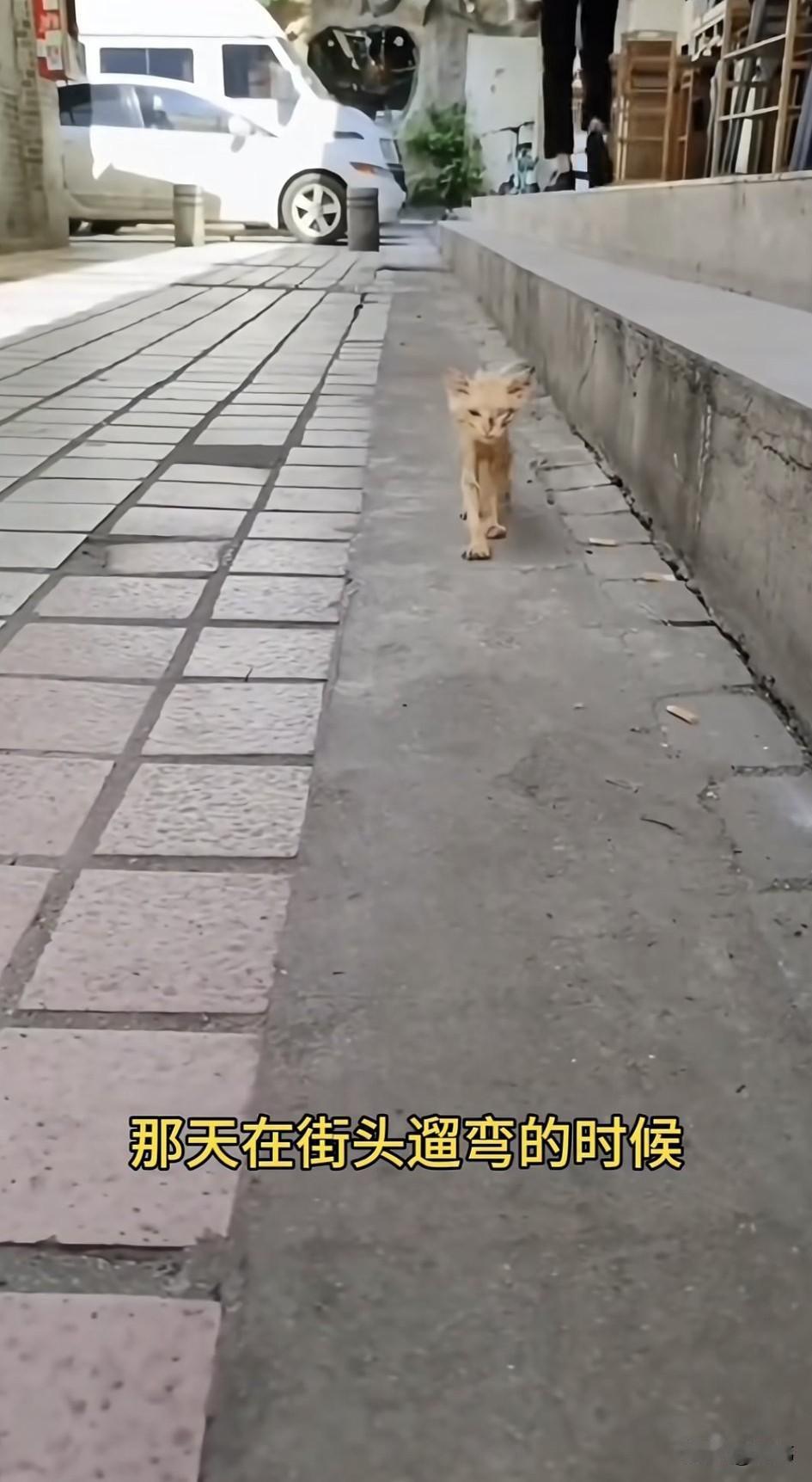 泪目了！这天一位小姐姐去遛弯的时候，突然一只瘦骨嶙峋的小奶猫朝她走过来，不停地在