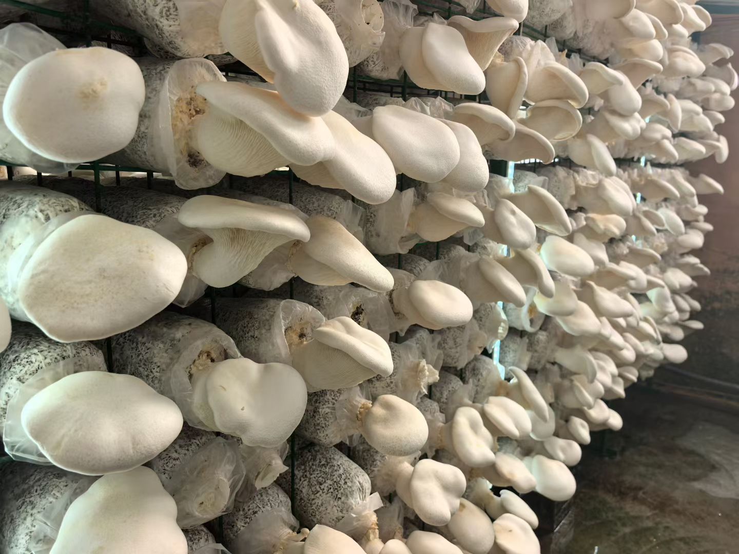 你见过蘑菇工厂吗？