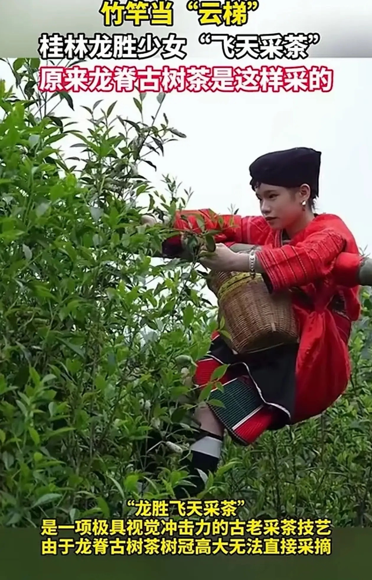 长见识了！广西桂林，龙脊古树茶树太过高大，顶部的嫩叶很难采集，为此，当地人想出一