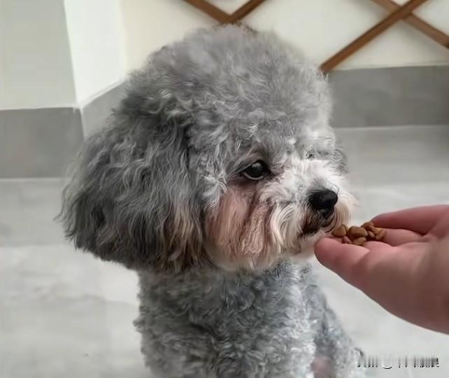 这只小泰迪是被人抛弃后我捡回来的。我给它什么它都不吃，满脑子想的都是前主人。我苦