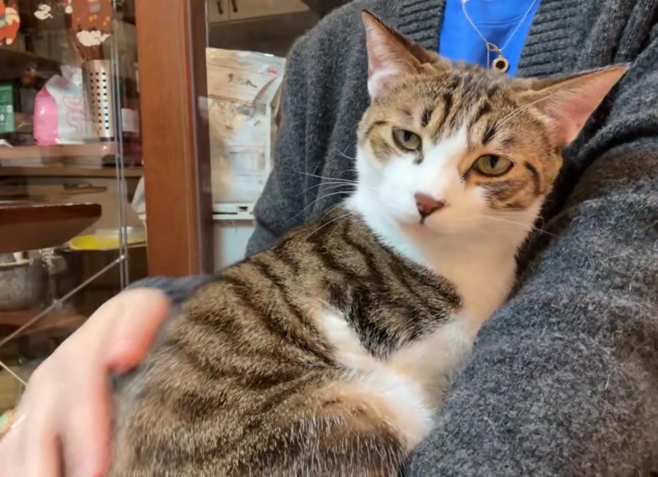 喜欢抱抱的两只小猫咪