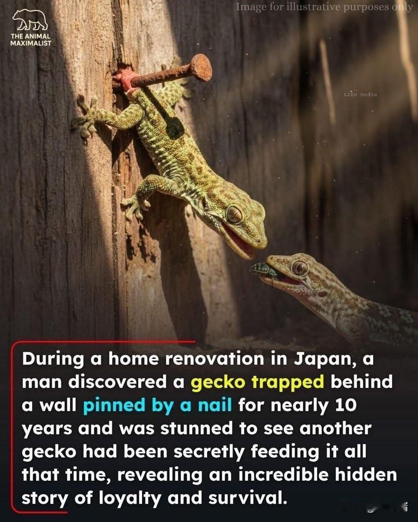 在日本，一名男子在翻修房屋时，发现一只壁虎被钉子困在墙后近十年之久。更令他震惊的