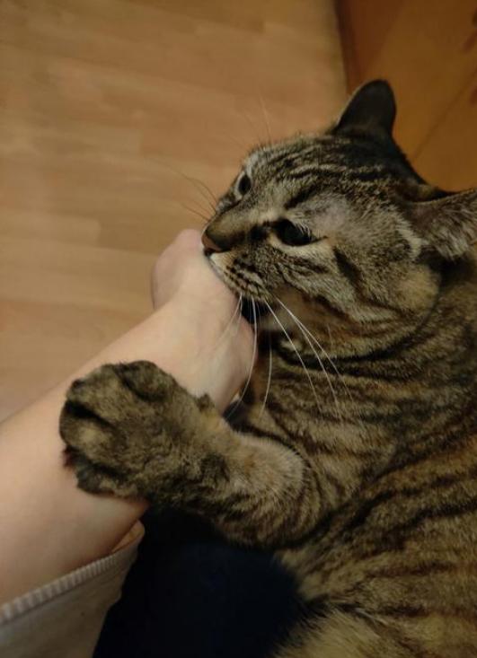 13岁男孩频繁接触流浪猫，手臂突然鼓起“大包”？医生判断避免一场动刀这下后悔了