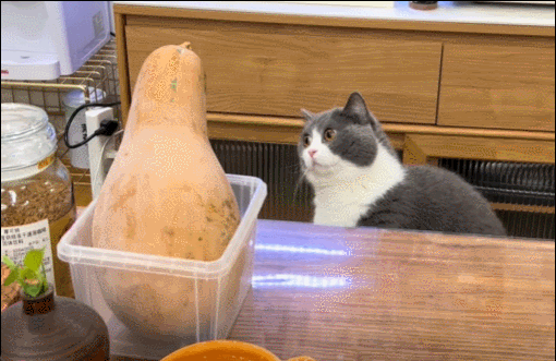 第一次见南瓜的猫猫，眼神清澈的像大学生。​​​