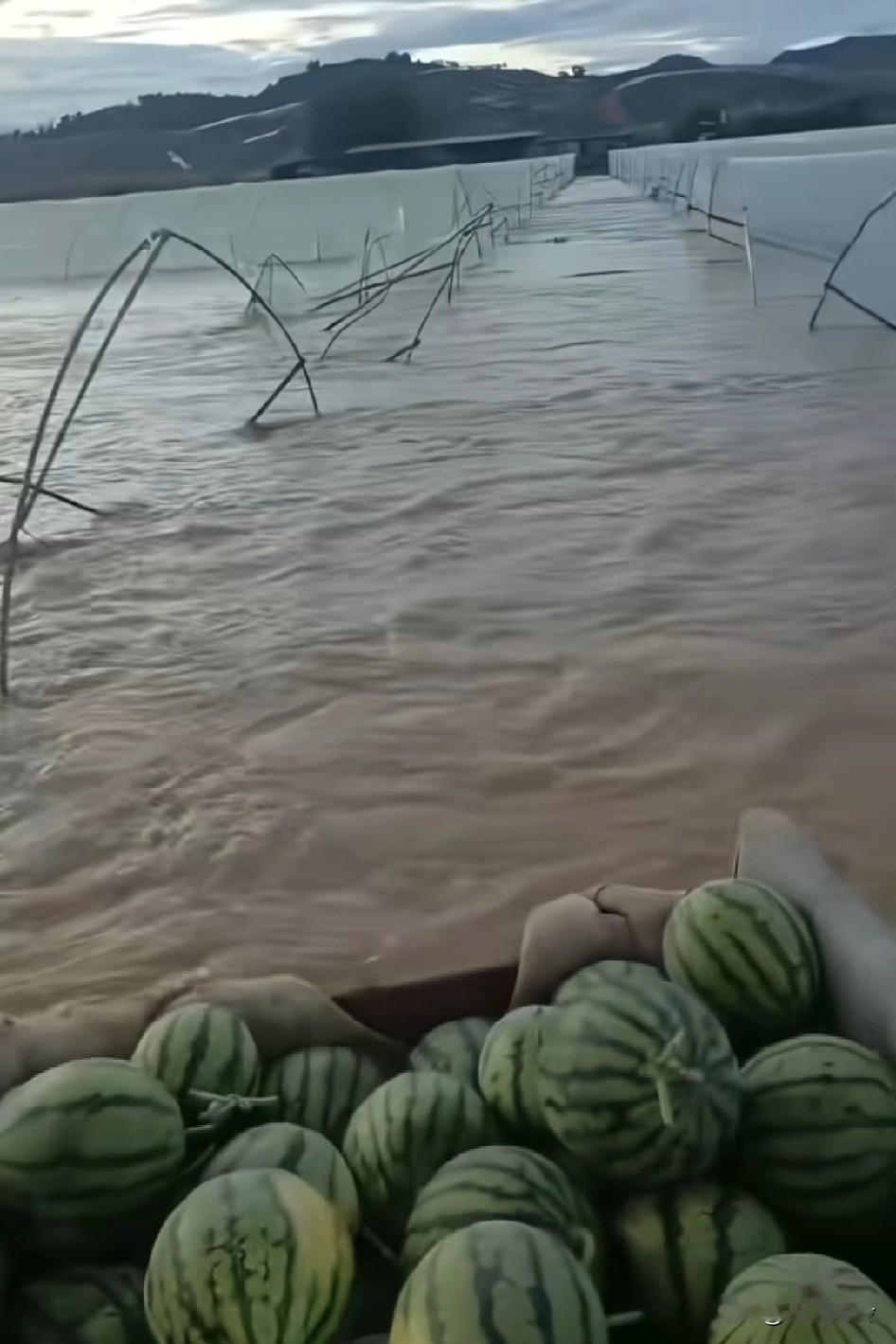 西瓜地被水淹这么深，只摘到这几个西瓜，车子都开不出去广西这次被淹是因为越南猴泄