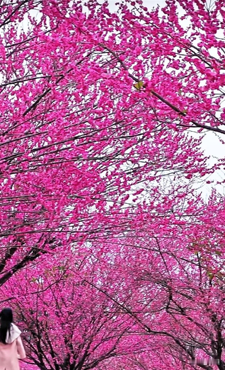 刚看了个相亲节目，一个58岁未婚未育大姐，退休金8000，在红娘带领下去相亲。