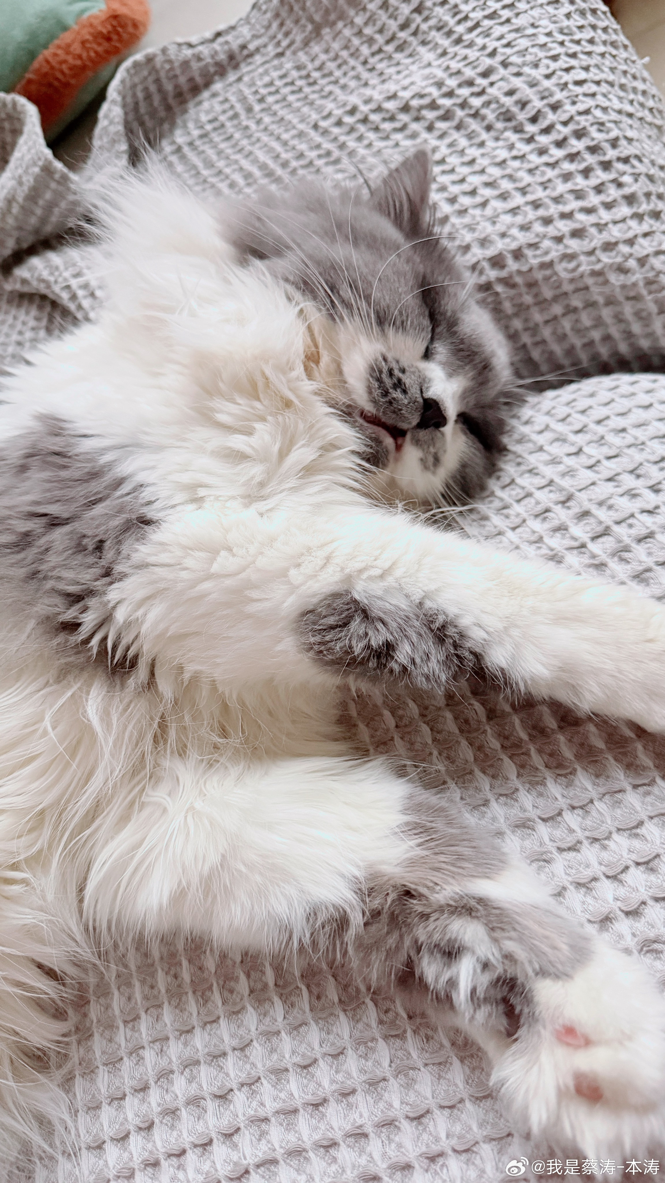 专家说小猫上床是不脏的我家小猫天天床上睡觉…没觉得脏！小猫甚至比人爱干净…