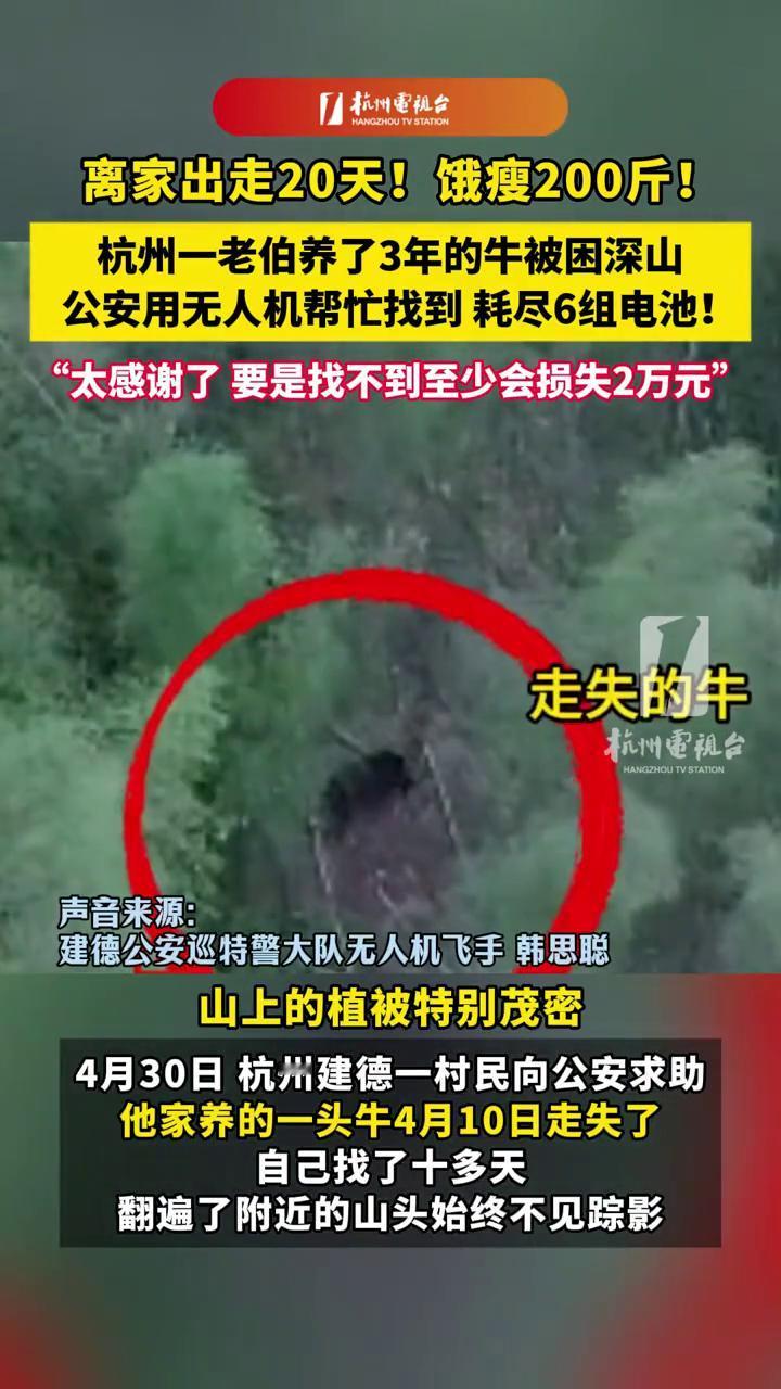 离家出走20天！饿瘦200斤！杭州一老伯养了3年的牛被困深山，公安用无人机帮忙找