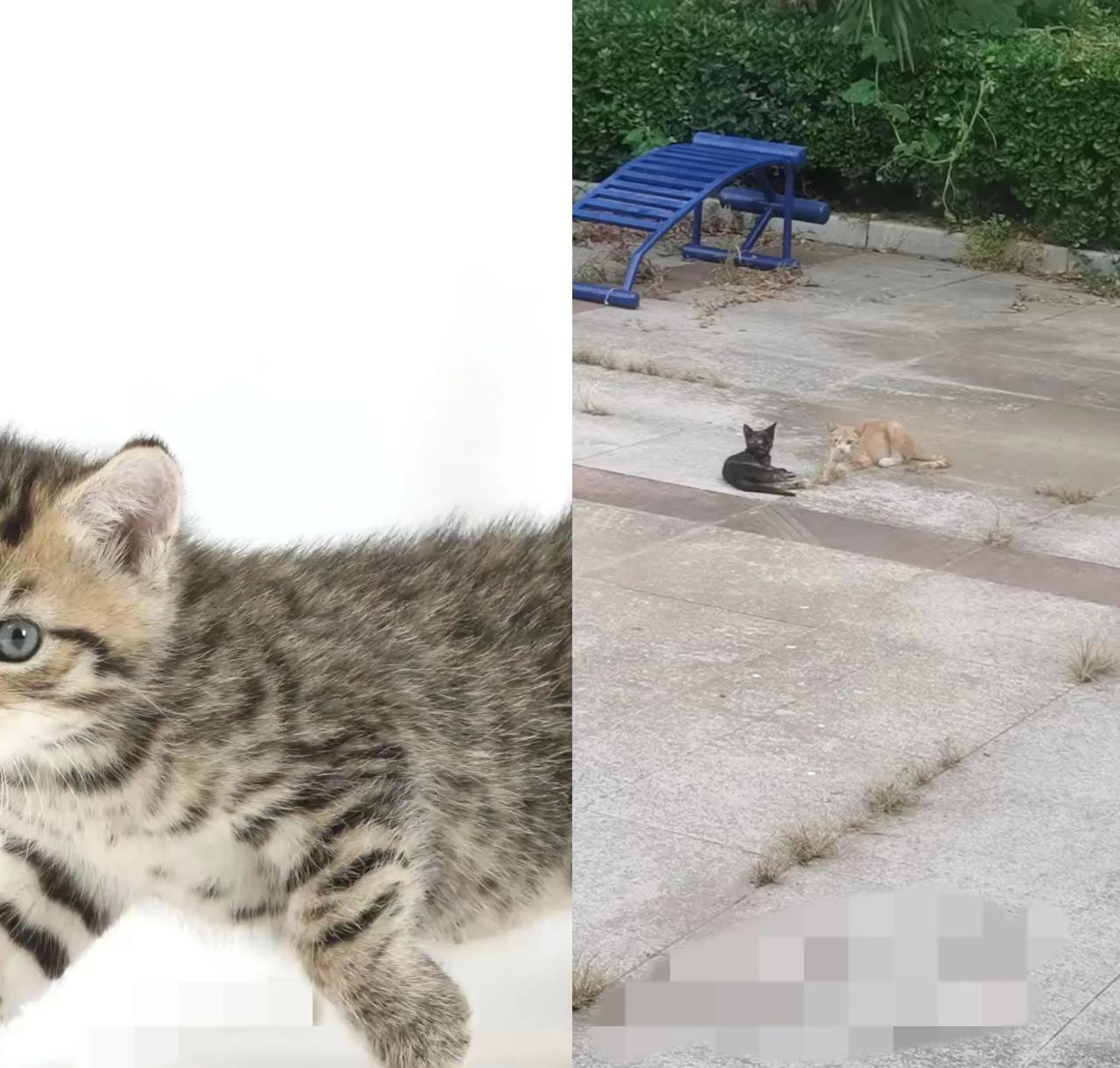 家人们，今天必须得聊聊院子里那三只小猫！它们不知从哪冒出来的，一只