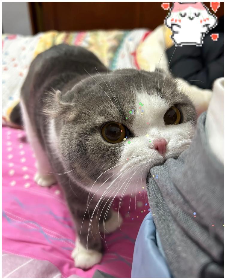 小狗咪。