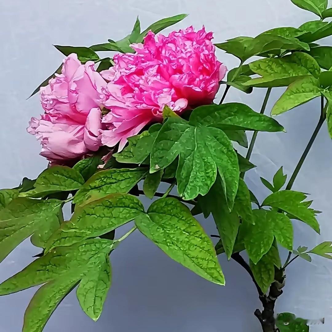 我今年春天最想实现的心愿就是：不求繁华万千，只愿身体健康，愿体内的肿瘤一点点缩小