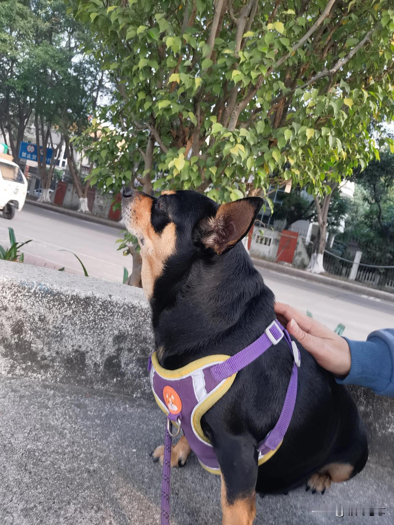 拍一张狗的照片傲娇一下，原来狗狗也会生气的。[笑着哭]