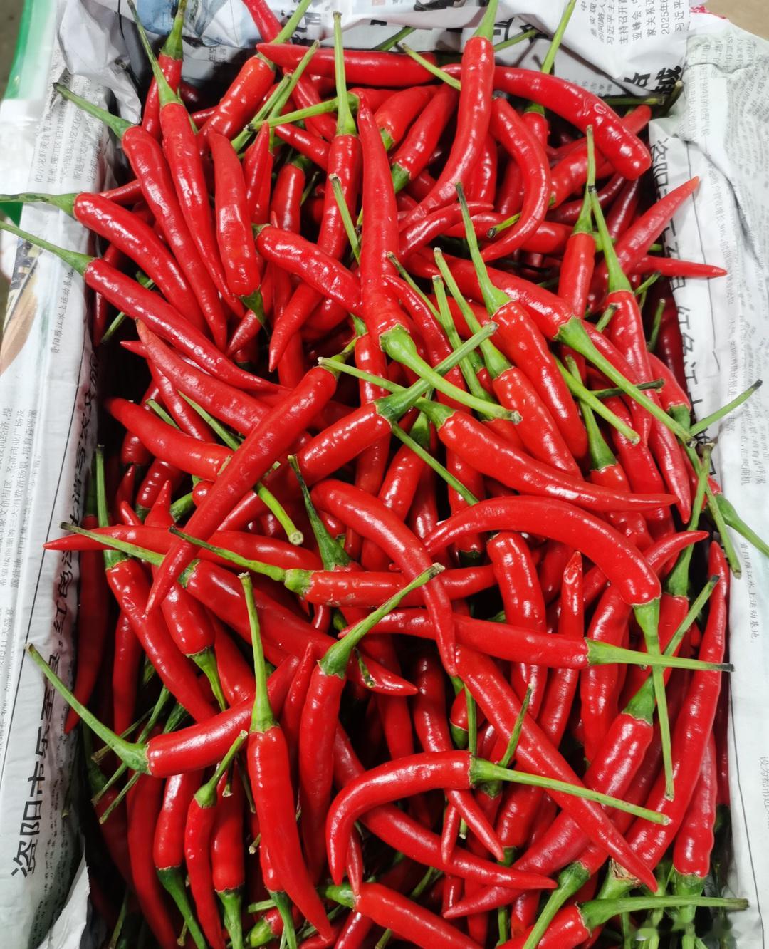 小米辣，飙升至70元一公斤，也就是35元一斤！小米辣的价格比猪肉都贵出一截，以前