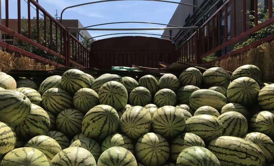 即墨区现在沿街售卖的宁夏西瓜均价1.8元一斤，比麒麟瓜和8424西瓜都要贵，往年
