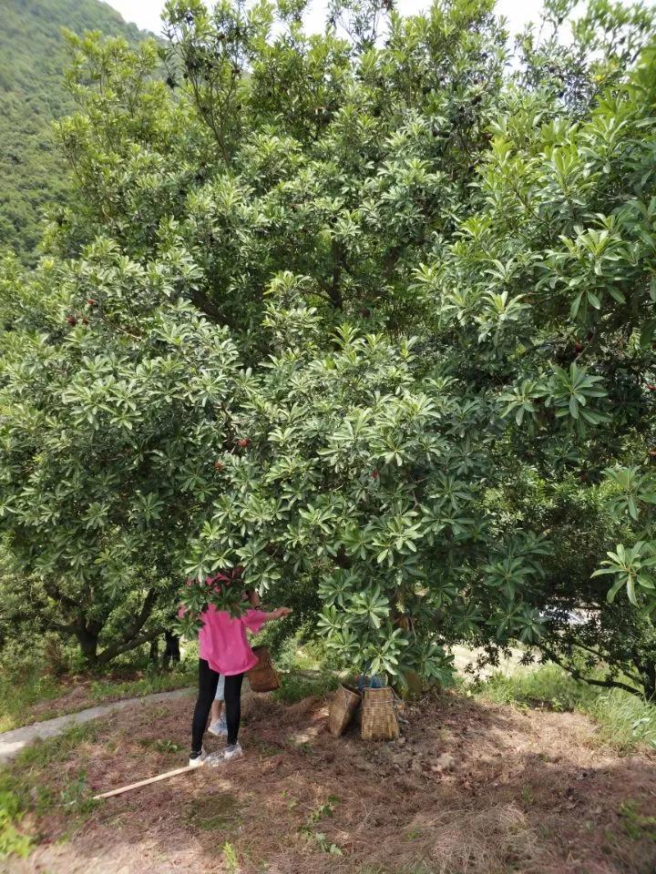 又到了吃杨梅的季节，我一直觉得这水果挺尴尬的。长在树上，你不摘它要掉；摘吧，