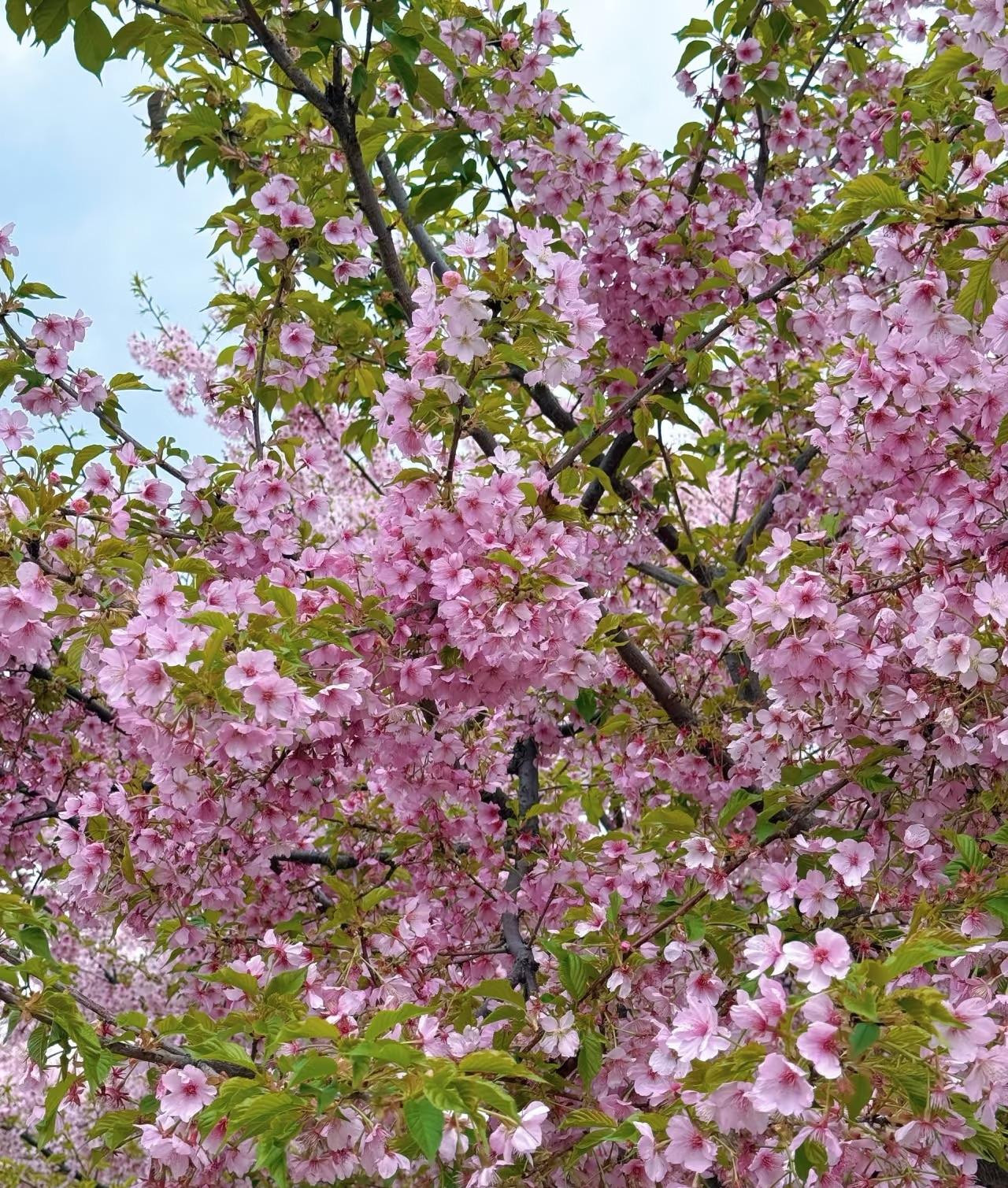 昨天干了一件特别蠢的事——拿着没拆封的药去退，结果被拒了。上礼拜去医院看××