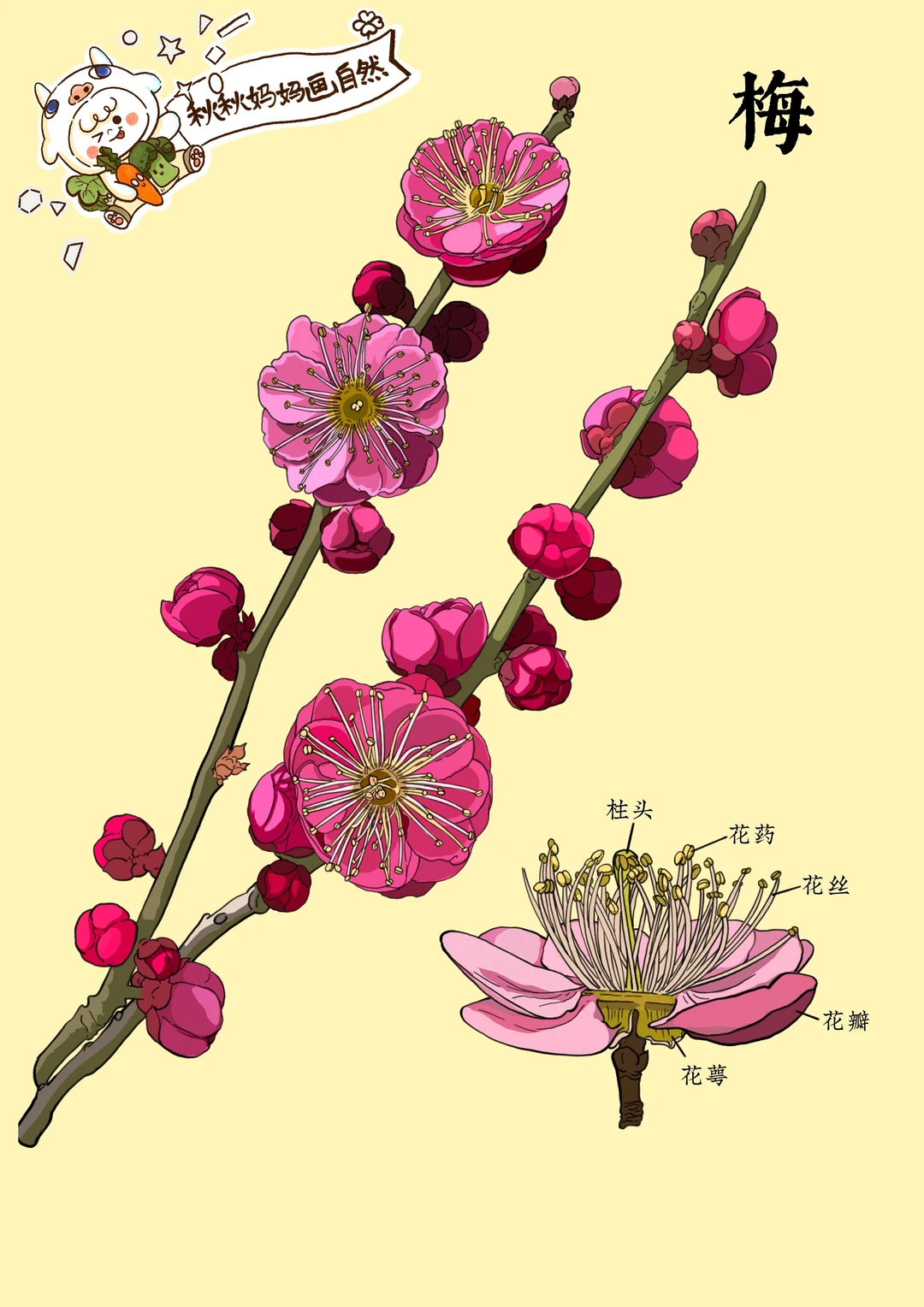画给孩子的植物科普｜红梅，冬花使者
