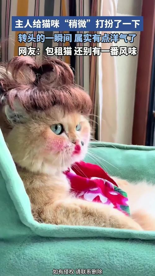 这个小猫咪如此配合主人给其打扮，说明它已略懂主人的意图，加之主人可能给小猫打扮并