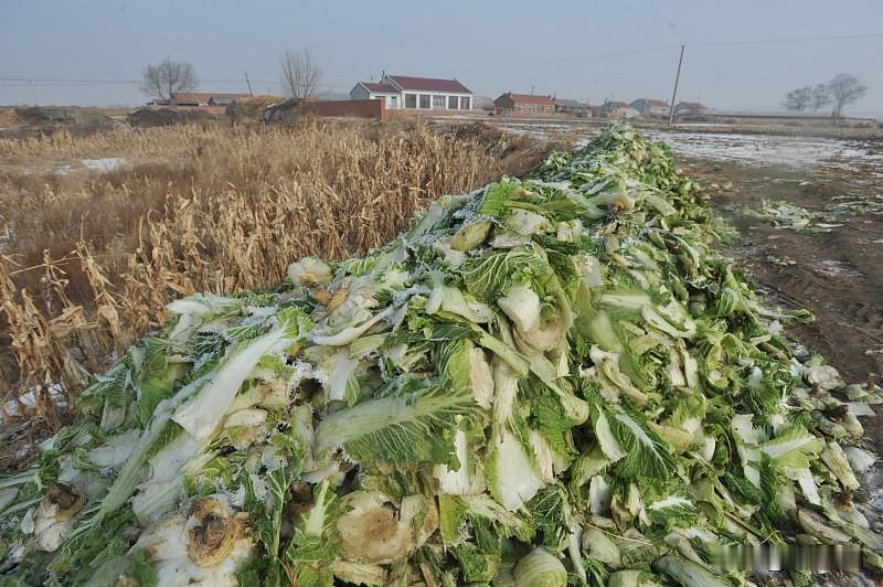 在东北买大白菜腌酸菜，还有放菜窖子里的，一家都买几百斤，现在人口少了，买的也少，
