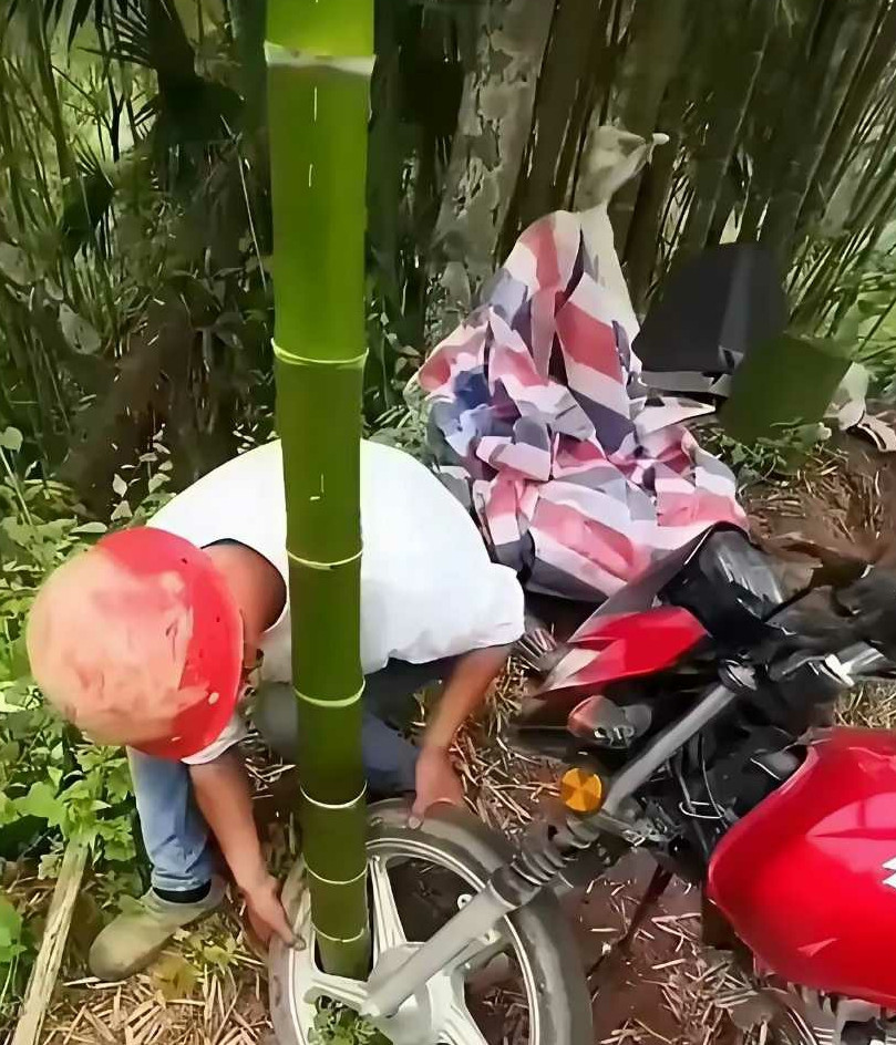 事实证明，竹子一天真的可以长一米。