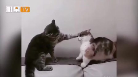 小猫咪视频可爱搞笑小猫 15686134431177182820.jpg?id=0