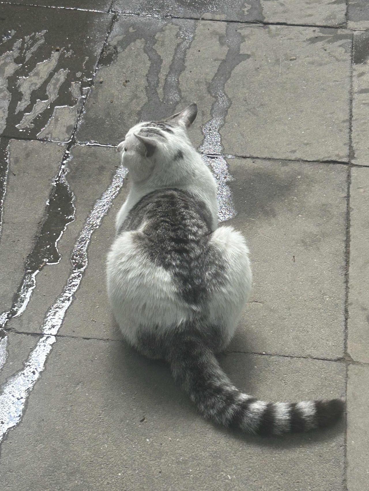 5月31日下午，在宣武公园遇到了一只黑白相间的流浪猫，悠然自得地享受午后的阳光