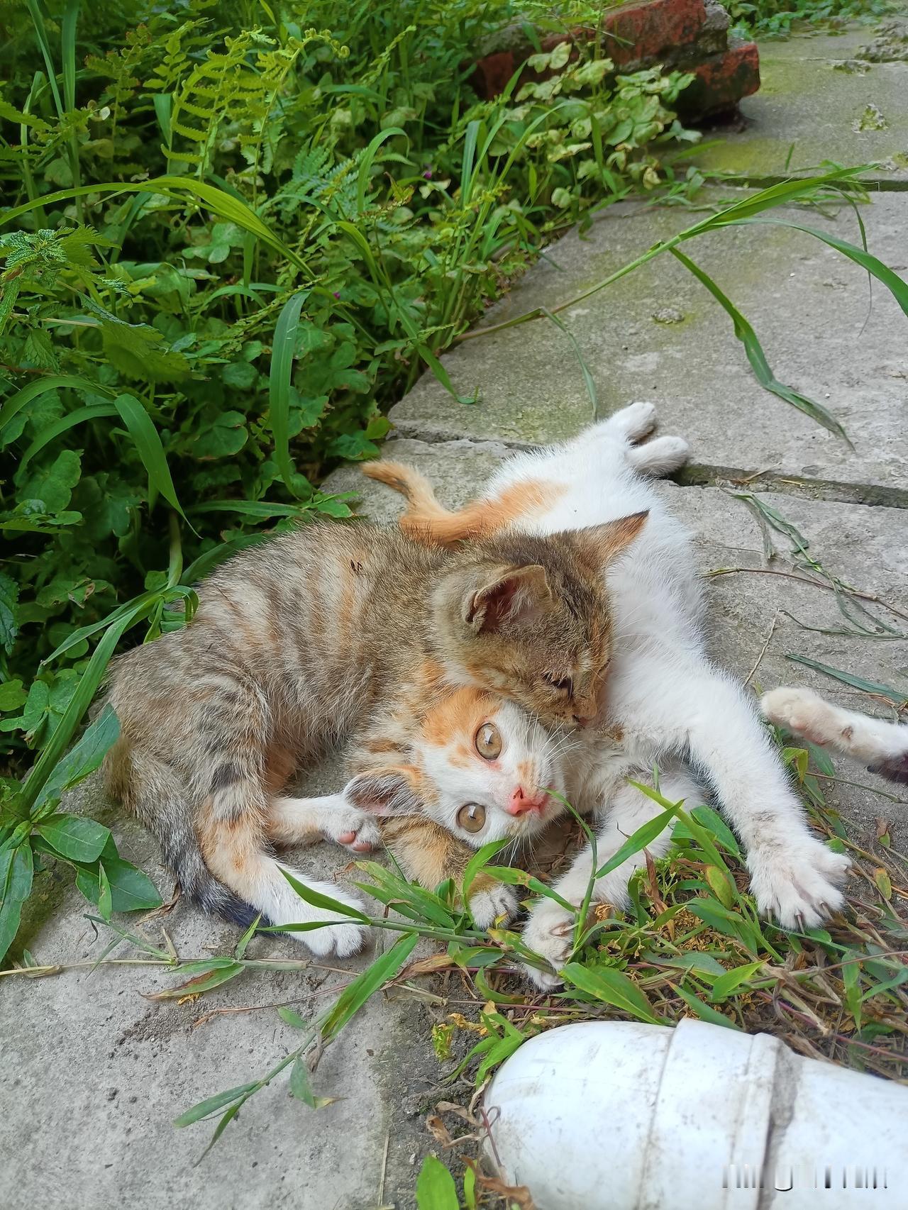 开始那只猫在家里呆着也挺好的，后来朋友出去有事在外面呆了两天，那只猫居然自己开门