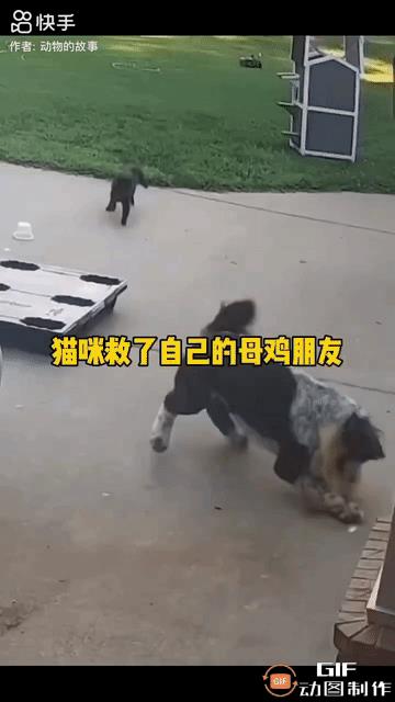 一只花狗将一只母鸡压于身下疯狂啃咬，母鸡死命挣扎，发出尖厉的叫声，现场鸡毛乱飞。