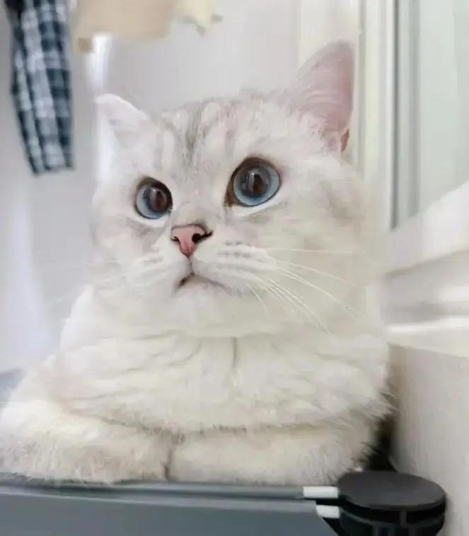 笑不活了~一只银渐层的屁股屎黄屎黄的，主人强行挽尊：这是菊部金渐层！不管是养