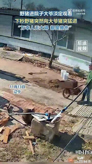 辽宁一位大爷在自家院子里干活时，突然有一只野猪闯了进来，谁料大爷不仅没有跑开，反