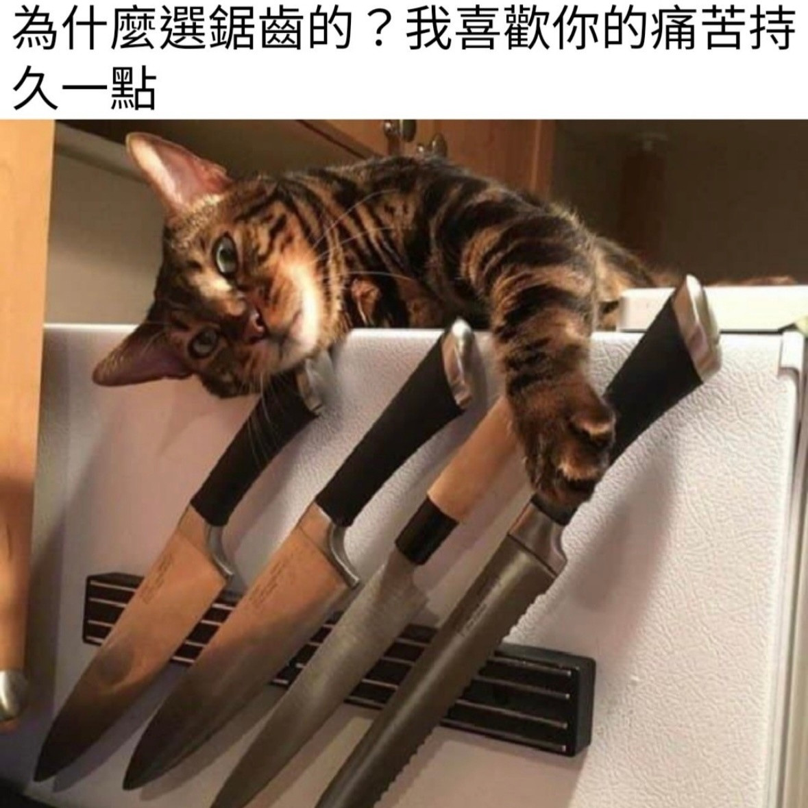 坏猫在此memes​​​