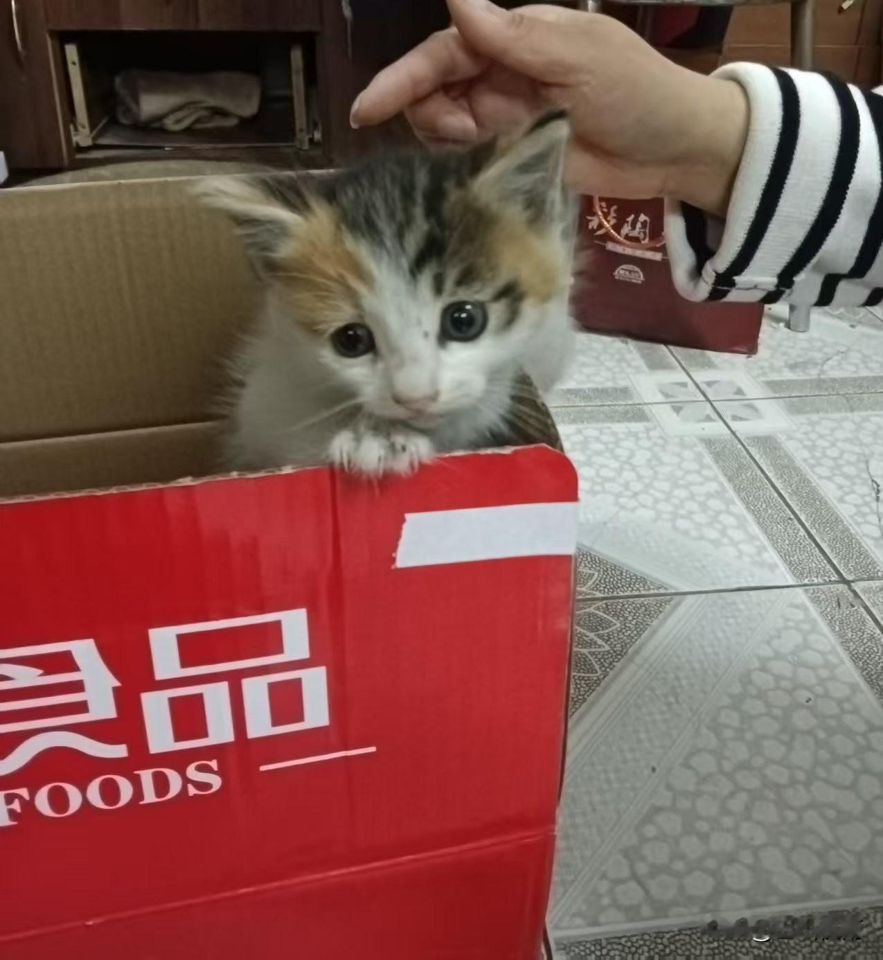 纸箱里的小奶猫今天在楼下角落发现个会动的纸箱，扒开一看，好家伙，一只巴掌大的