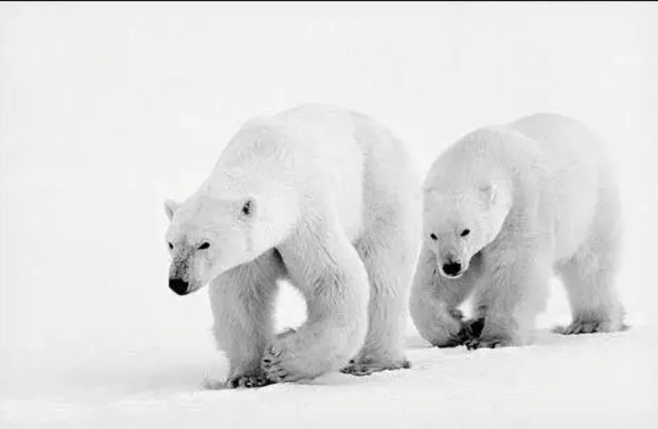 俄罗斯要是垮了，你的油价、粮价可能要翻倍！别不当回事！别光顾着看热闹！俄罗斯