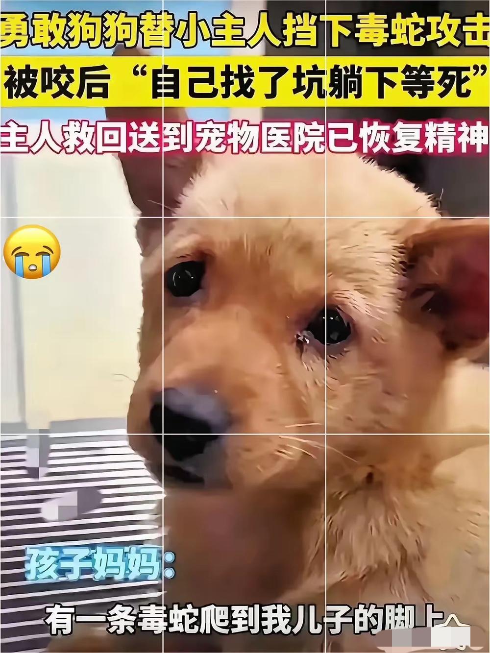 泪目！广东惠州，一只小狗为了替小主人挡下毒蛇攻击，挺身上前撕咬毒蛇反被咬，之后，