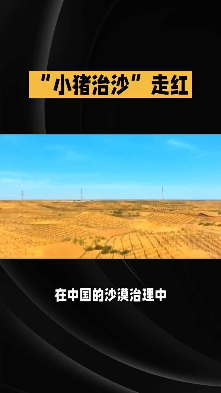 "小猪治沙"走红。说到治沙，很多人会想到草方格、植树造林，却很少有人知道圆滚滚