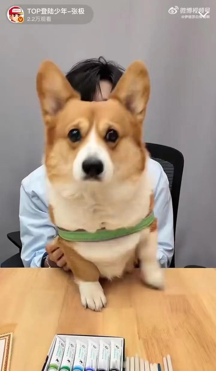 张极带狗直播张极带啵啵直播啵啵公主今天也是全场的焦点，张极的眼神就没离开过它。