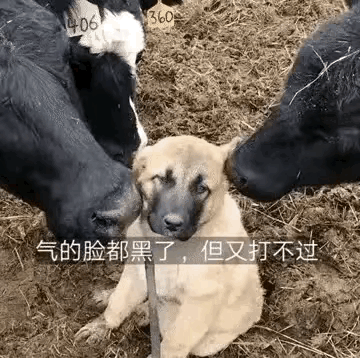 牛群里面新来了个狗子，看起来微信还没有立起来啊。