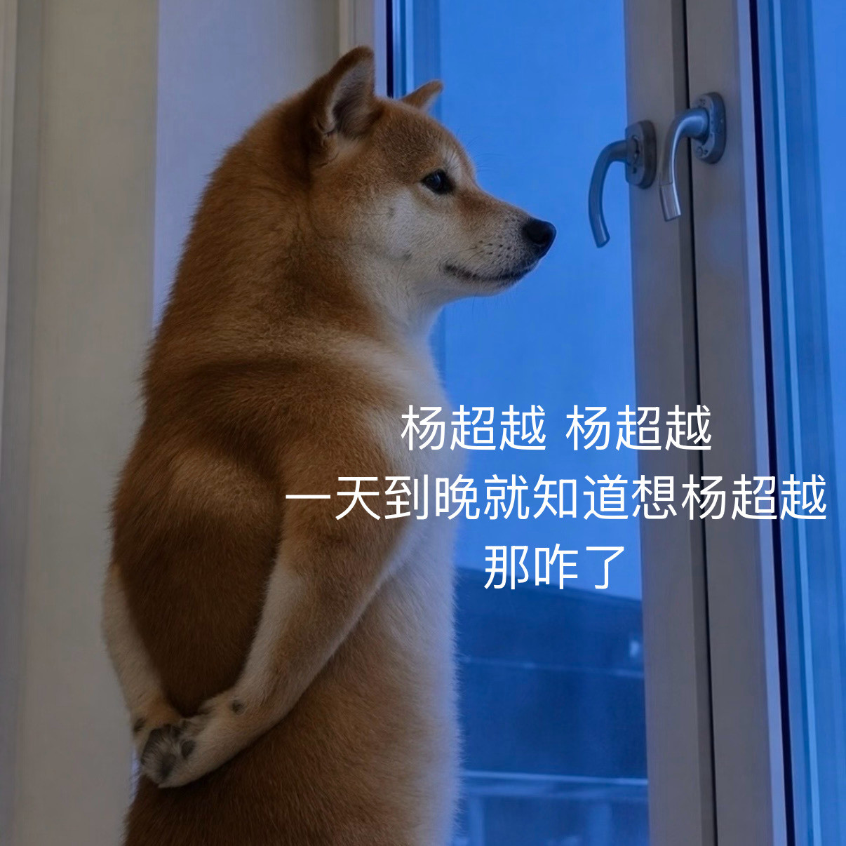 所以杨超越呢？