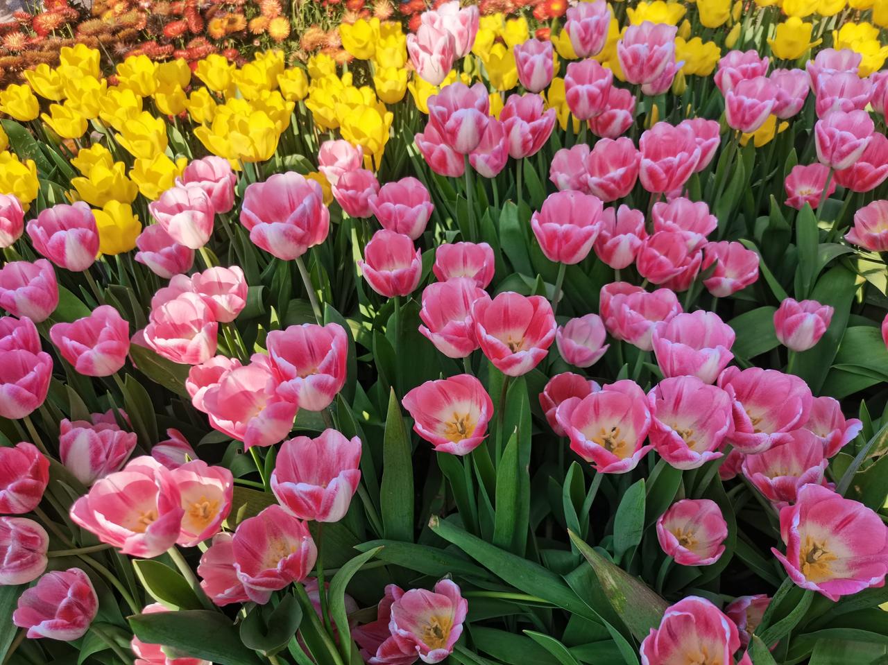 楼下早餐店的王叔，每天凌晨三点起来和面。他老婆负责收银，两人很少说话，但配合默