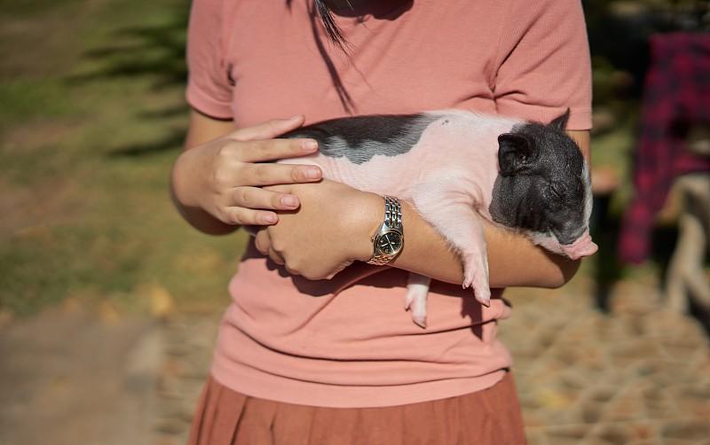 妈妈买猪给孩子当宠物养，网友：这是养了个“饭搭子”妈妈买小猪给孩子当宠物，画面