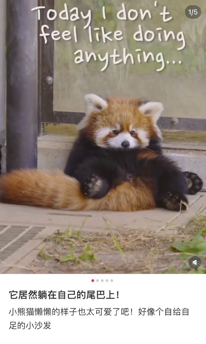 尾巴之大一屁股坐不下