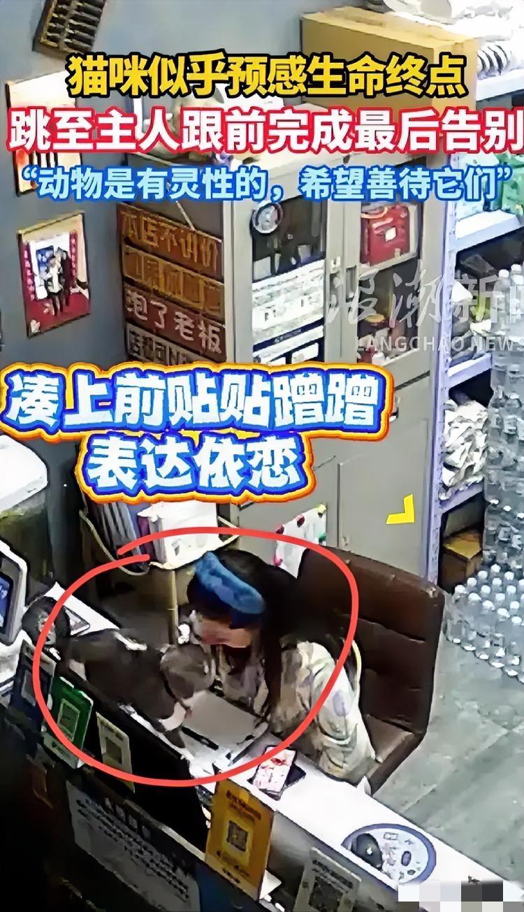 视频中的画面让人心碎不已，一只猫猫依偎在主人身边，似乎有预感要离开主人了。多次