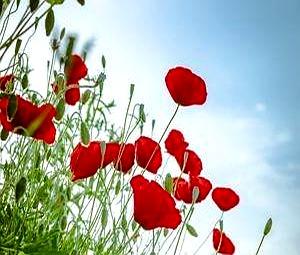 我哥突然转我5万块，还神神秘秘叫我千万别让我嫂子知道。我当时就纳闷了，嫂子持家