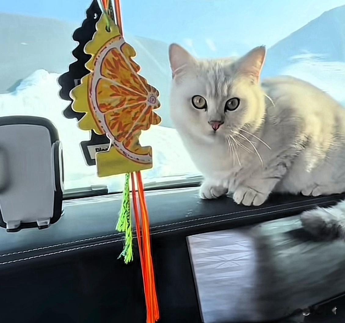 相册里最近一张小猫的照片带上你的猫咪去户外拍雪景，你会有意想不到的收获。