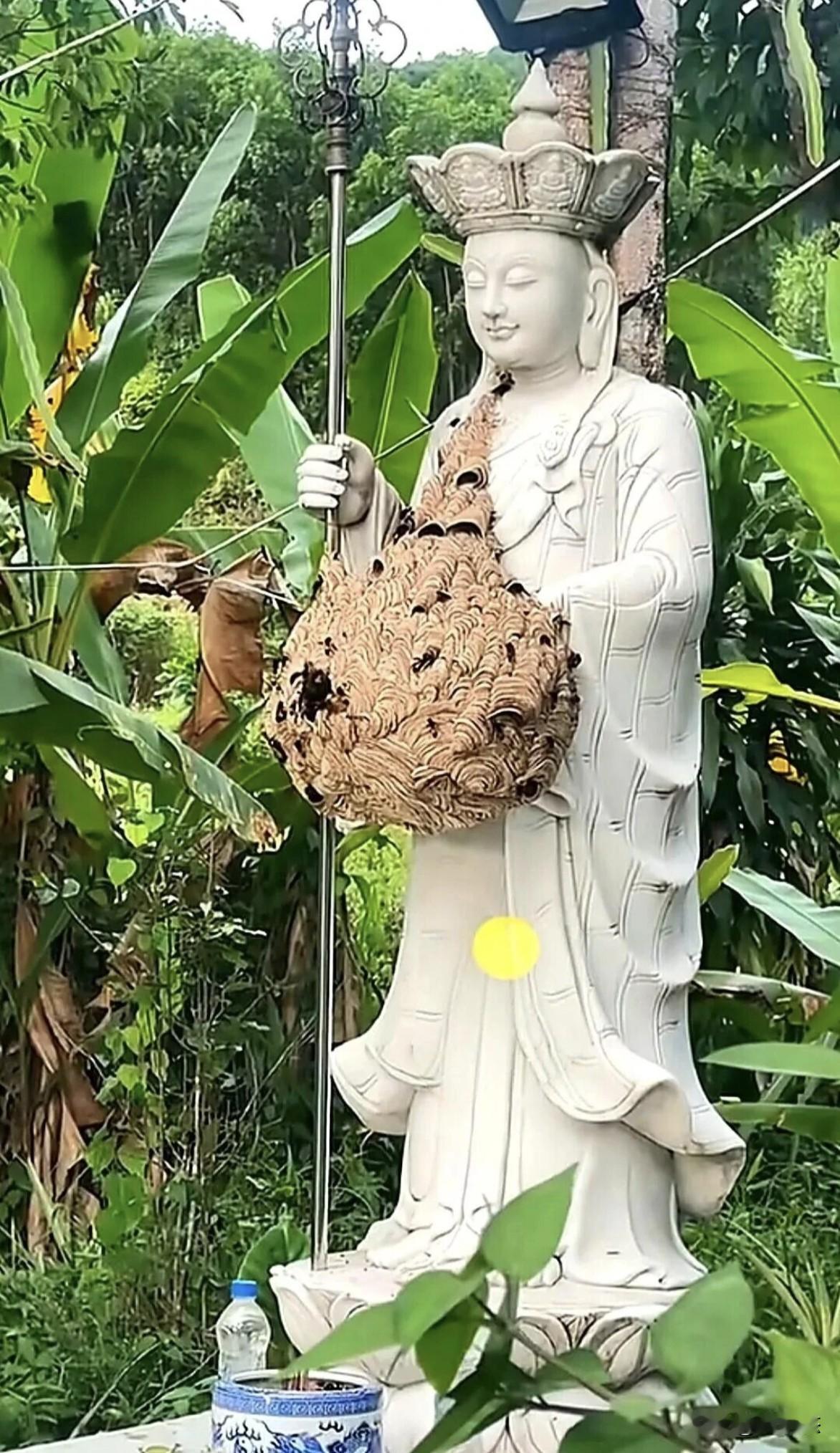 这个蜂窝应该没人敢碰，菩萨都能包容它们！