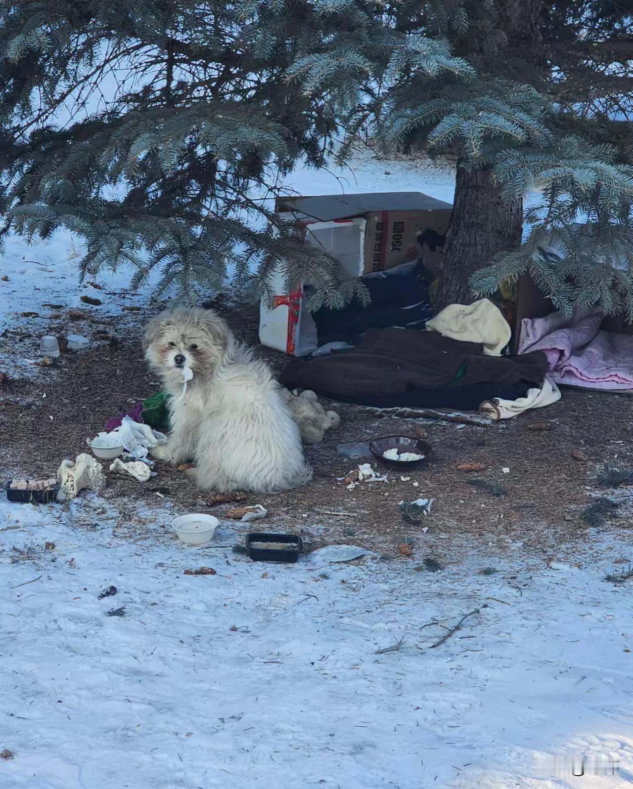 最近天气骤降，许多地方下起了大雪，一位小姐姐这天去公园玩雪，当她来到公园的时候，