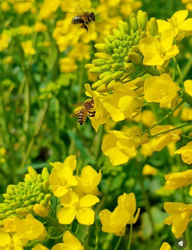 湖南衡阳，一村里的蜂农们发现油菜花地不知何时被喷了农药，他们养的蜜蜂大量死亡，损