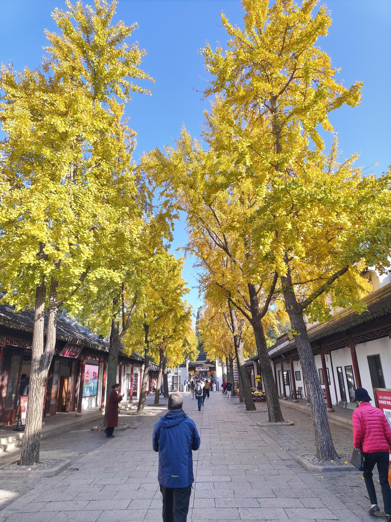 虎丘的美，美在春、夏、秋、冬。秋日的虎丘更美，天空映着红枫，山坡层林尽染。银杏