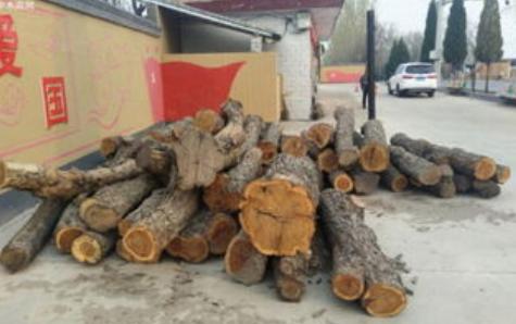 为什么枣木不能当柴烧？一位60岁的护林员告诉我，大部分树木死后都能当柴火烧，唯独